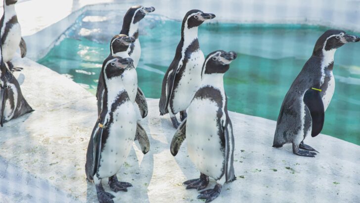 Humboldt Penguins Thrive in Milwaukee Zoo&rsquo;s Upgraded Exhibit