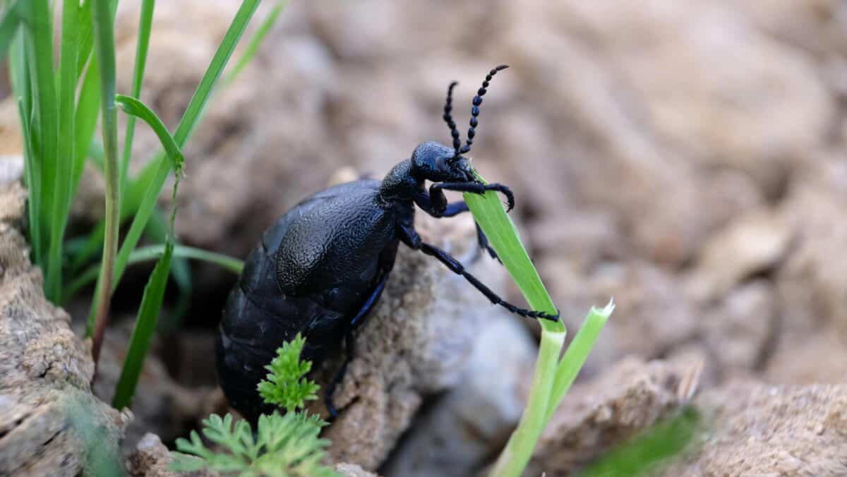 A blister beetle eating grass in a field.