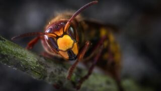 A close-up photo of a wasp.
