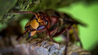 A massive hornet trying to find food.