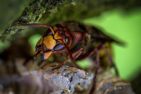 Murder Hornets Eradicated From U.S. After 5-Year Battle