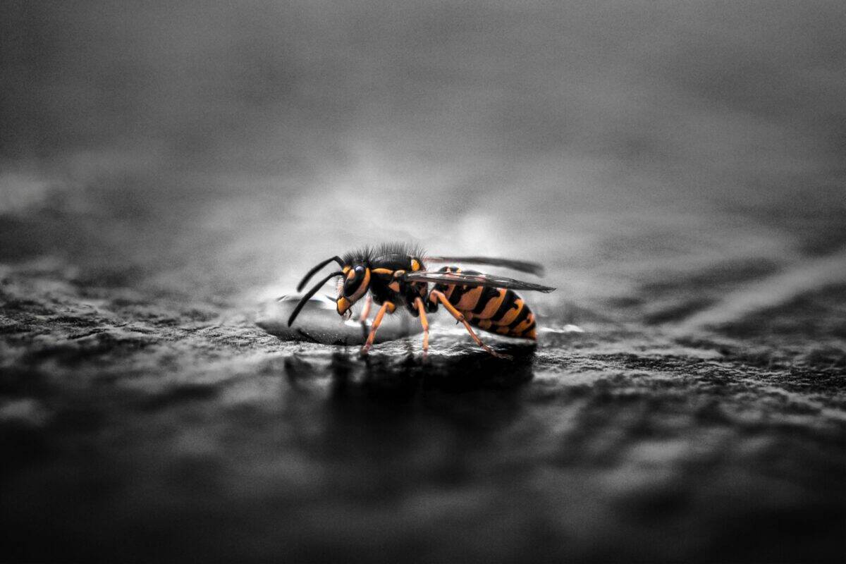 A wasp landed on the ground.