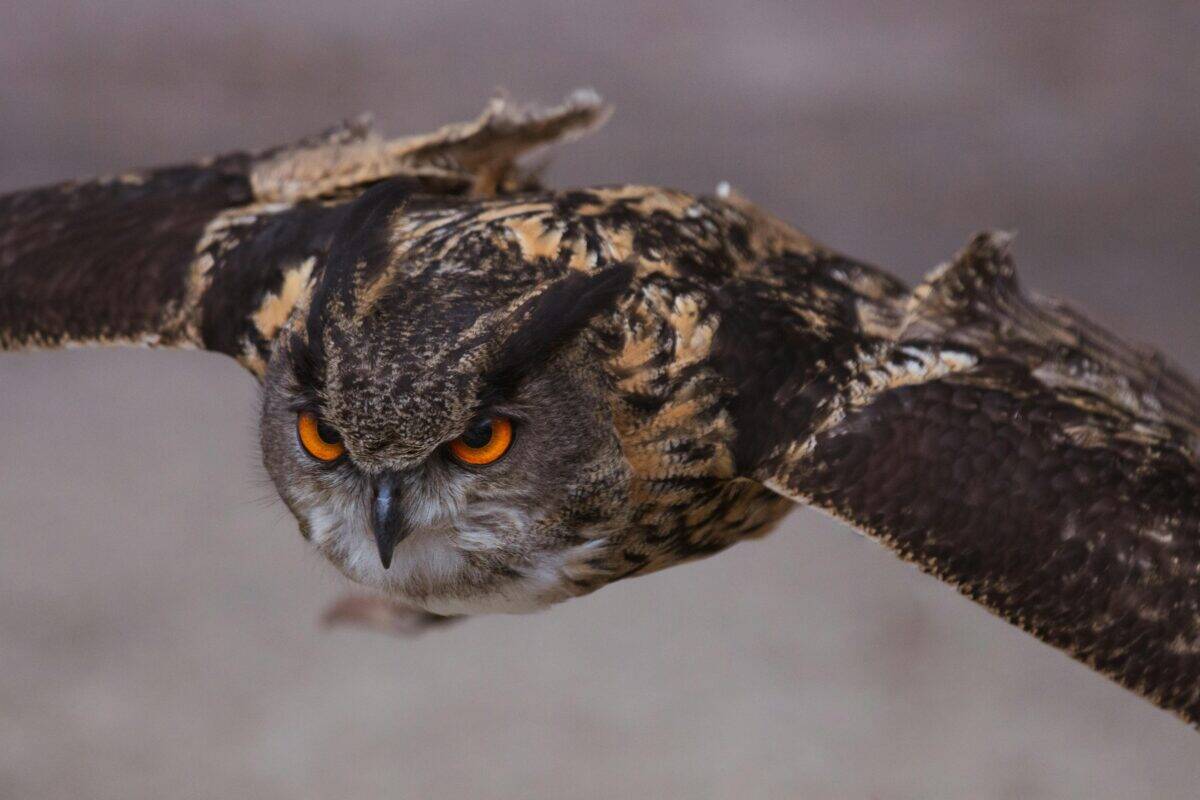 A huge owl spreading its wings mid-air.