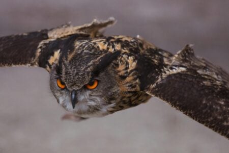 Giant Owl Snatches Dogs From Backyards Across the U.S.