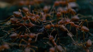 A colony of fire ants gathering to find food.