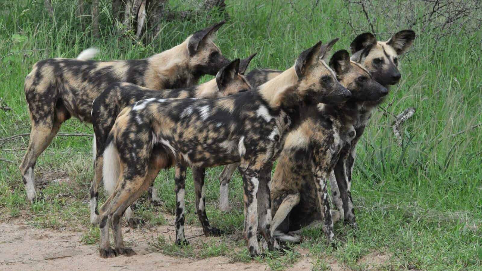 a group of wild dogs standing next to each other