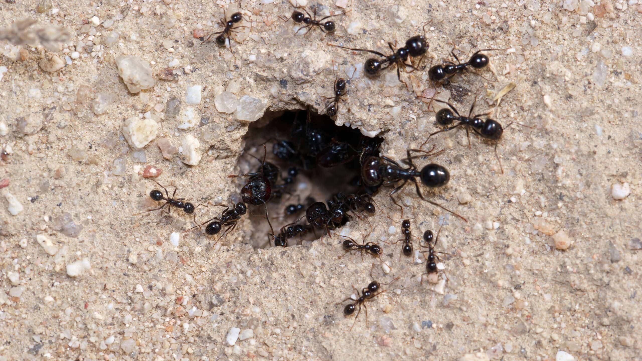 A photo showing ants as scavengers.