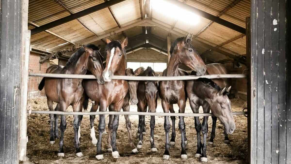 brown horses in brown stable