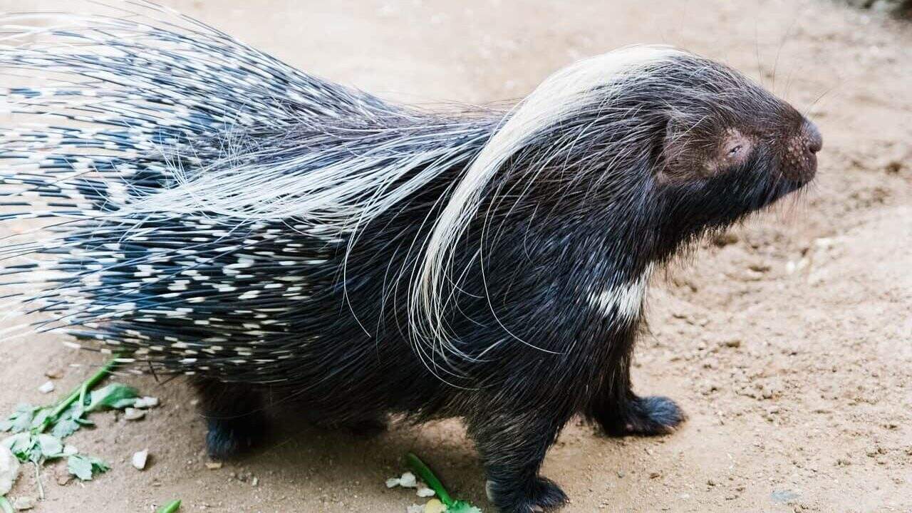 porcupine