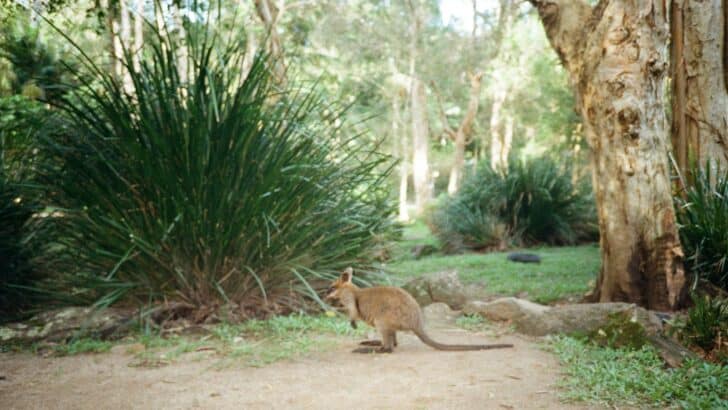 The Surprising Way Kangaroos Show Affection