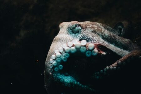 Why Octopuses Are Considered the Smartest Invertebrates