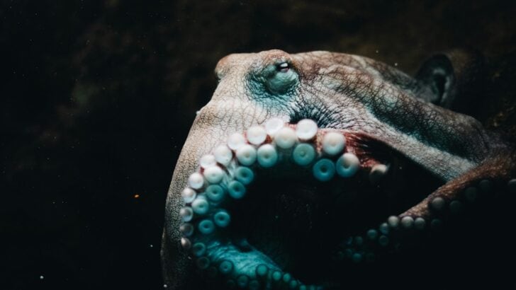 Why Octopuses Are Considered the Smartest Invertebrates