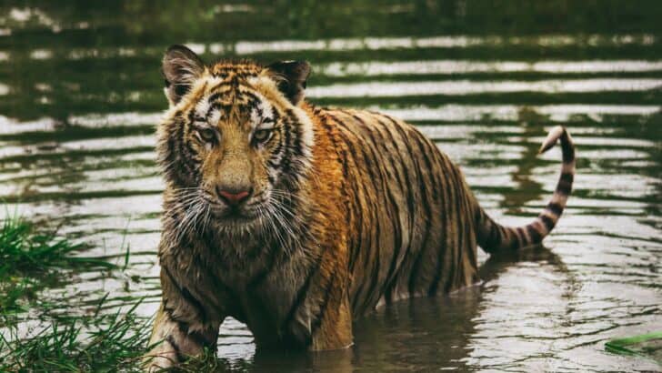Tigers Are Known to Swim and Even Enjoy It