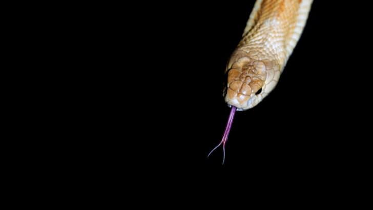 How Snakes Use Their Forked Tongue to “Smell” the Air
