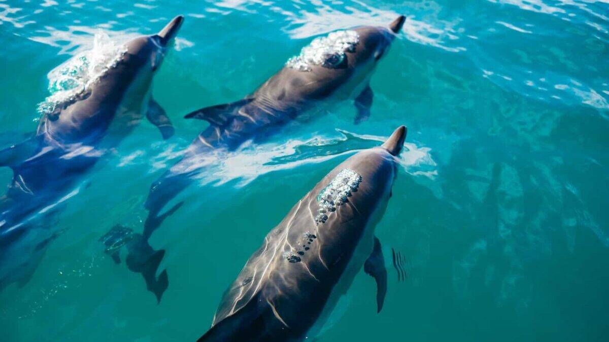 three dolphins swimming in body of water