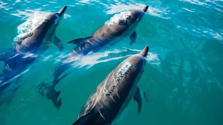 AI Decodes Whale Clicks: Could We Soon Chat with Dolphins?