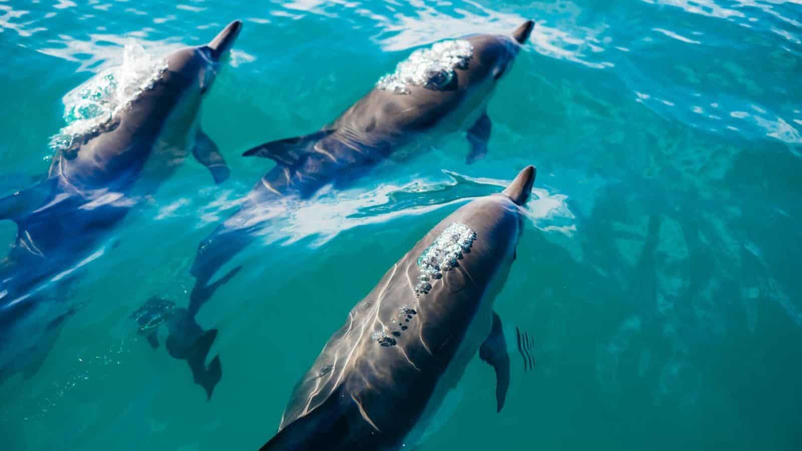 three dolphins swimming in body of water