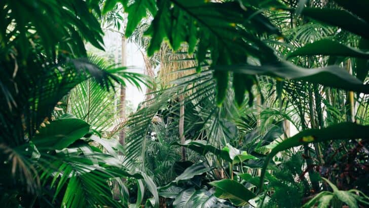 The Real Animals Behind the Jungle Book Characters