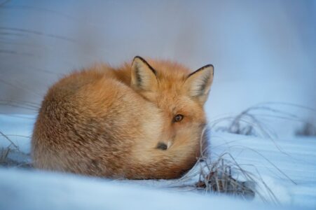 Foxes Use Their Bushy Tails for More Than Just Warmth