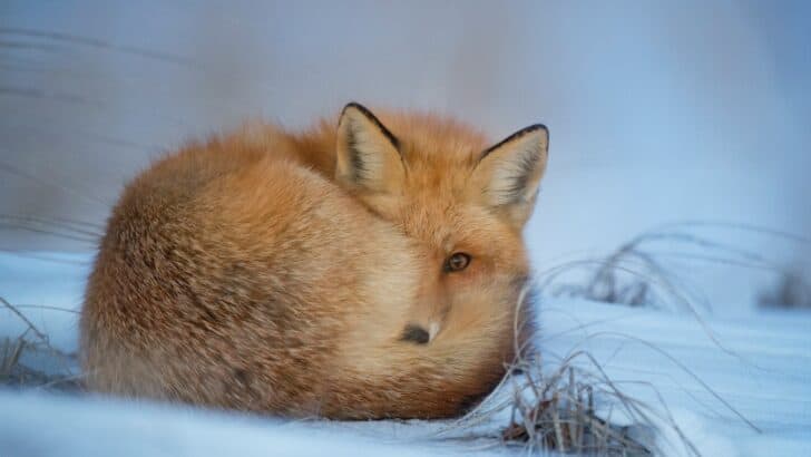 Foxes Curl Into a Ball to Sleep in Winter Snow