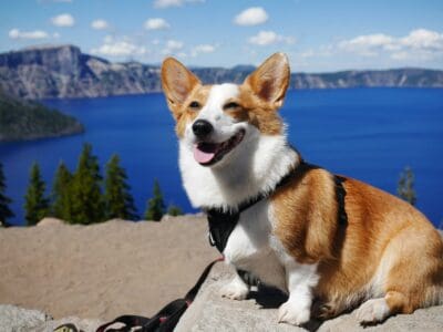 Why Some Dogs Smile and Others Don&rsquo;t