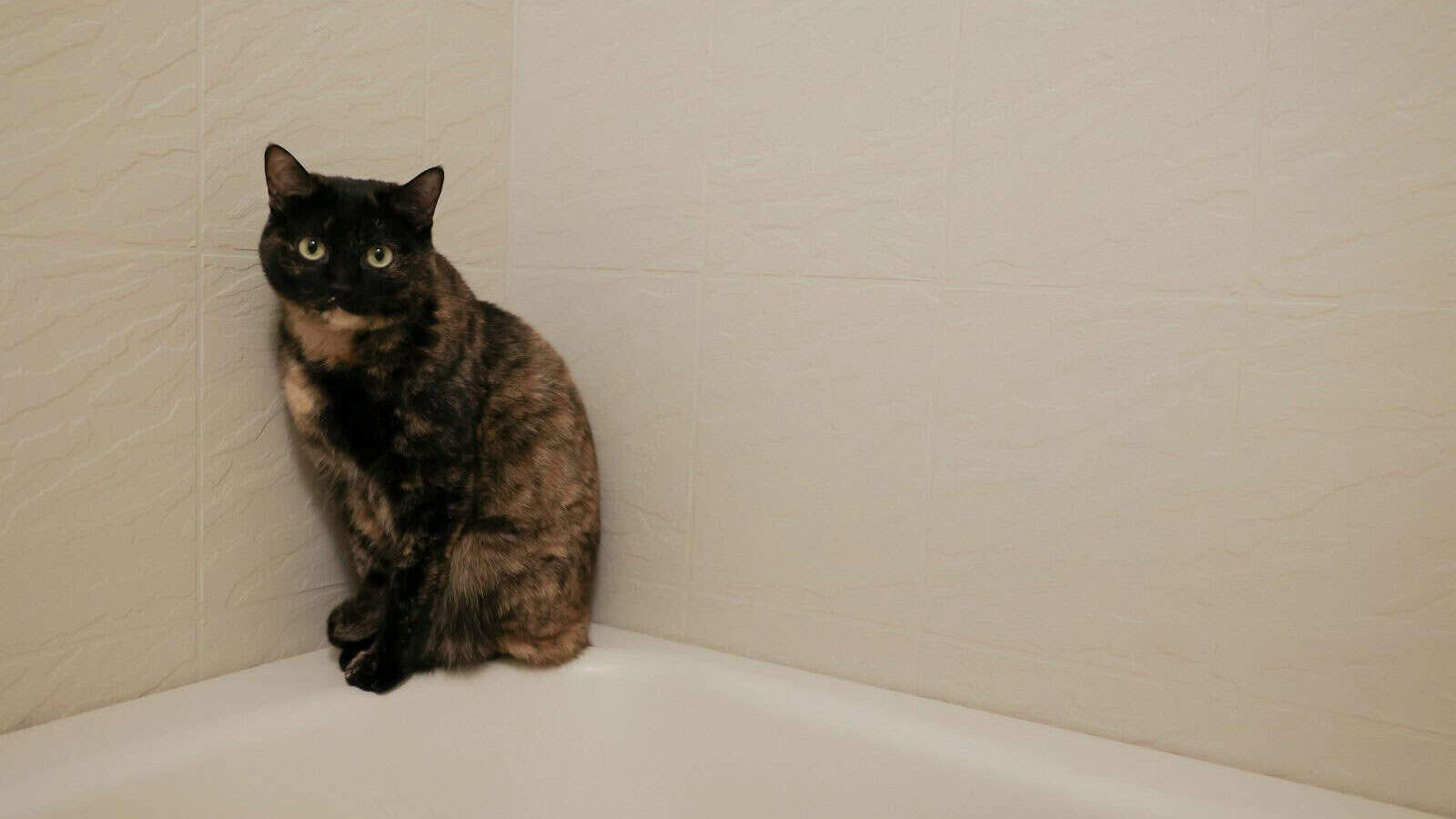 A cat sitting on the edge of a bathtub