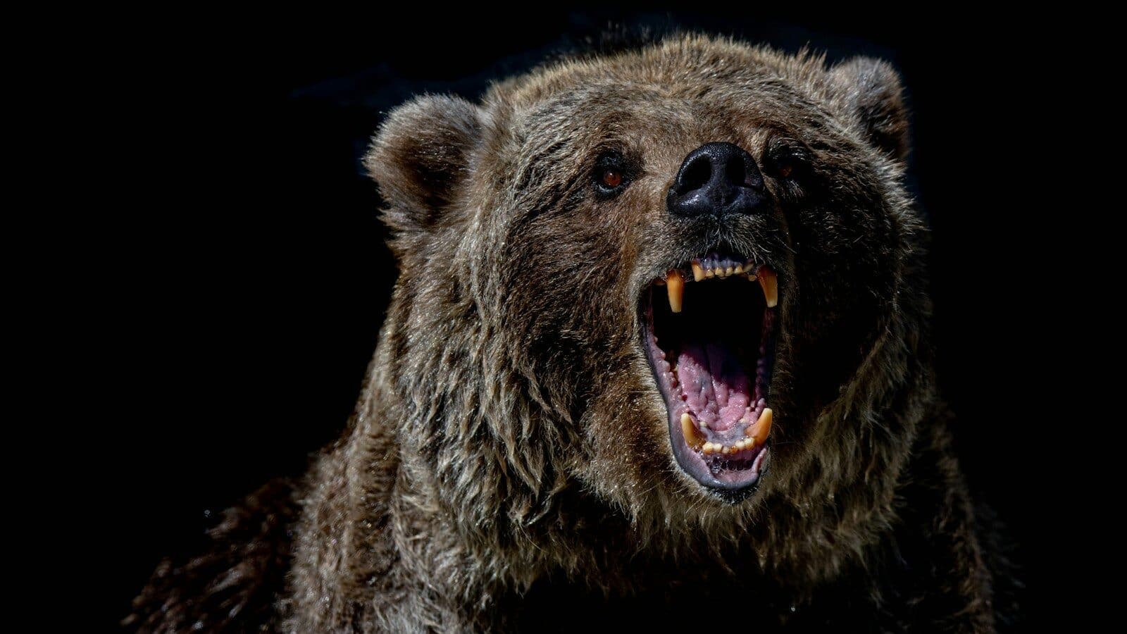 brown bear with blue eyes