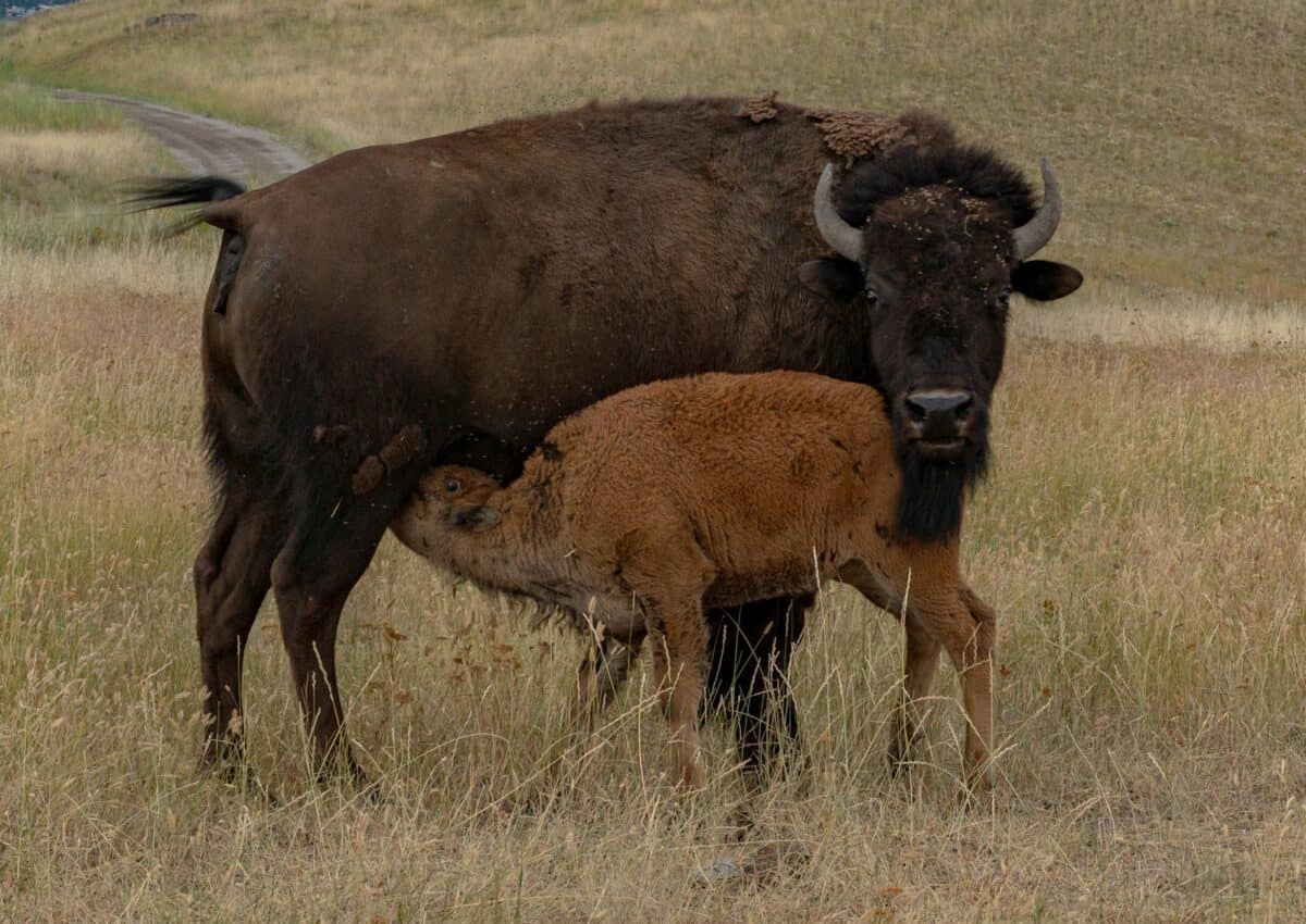 an adult bison and a baby bison standing in a field