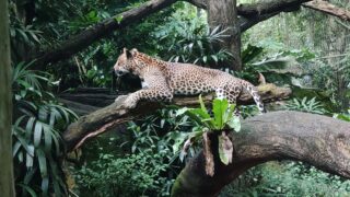 A big wild cat hunting for food.