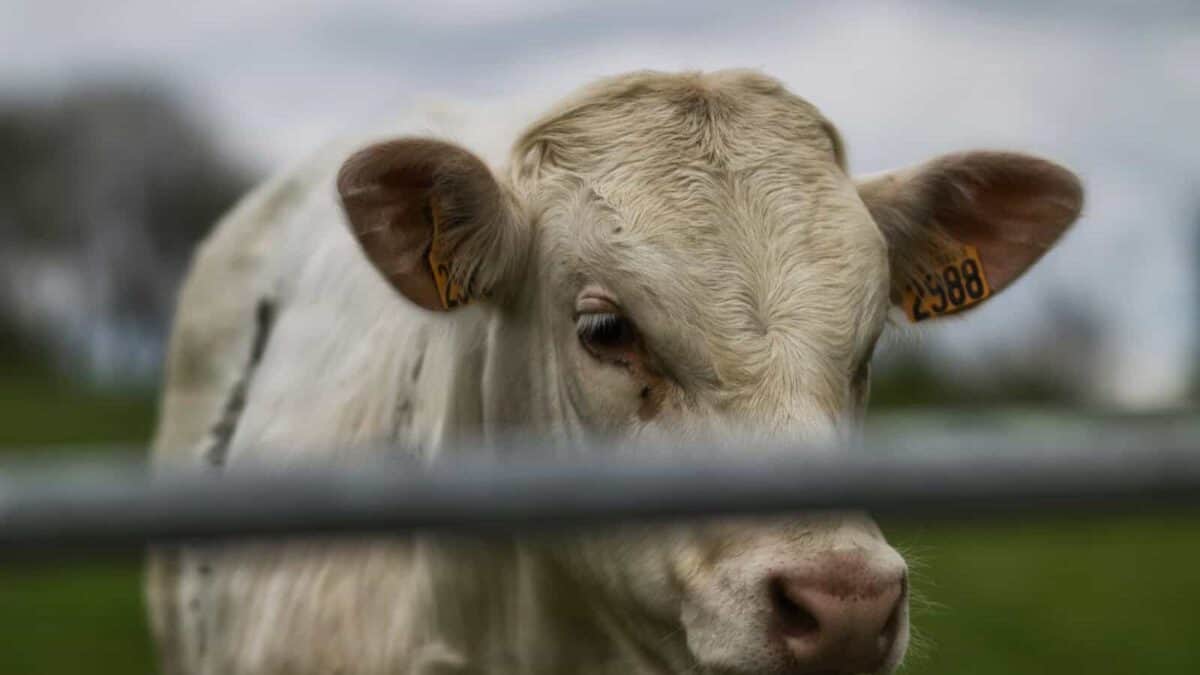 white cow in tilt shift lens
