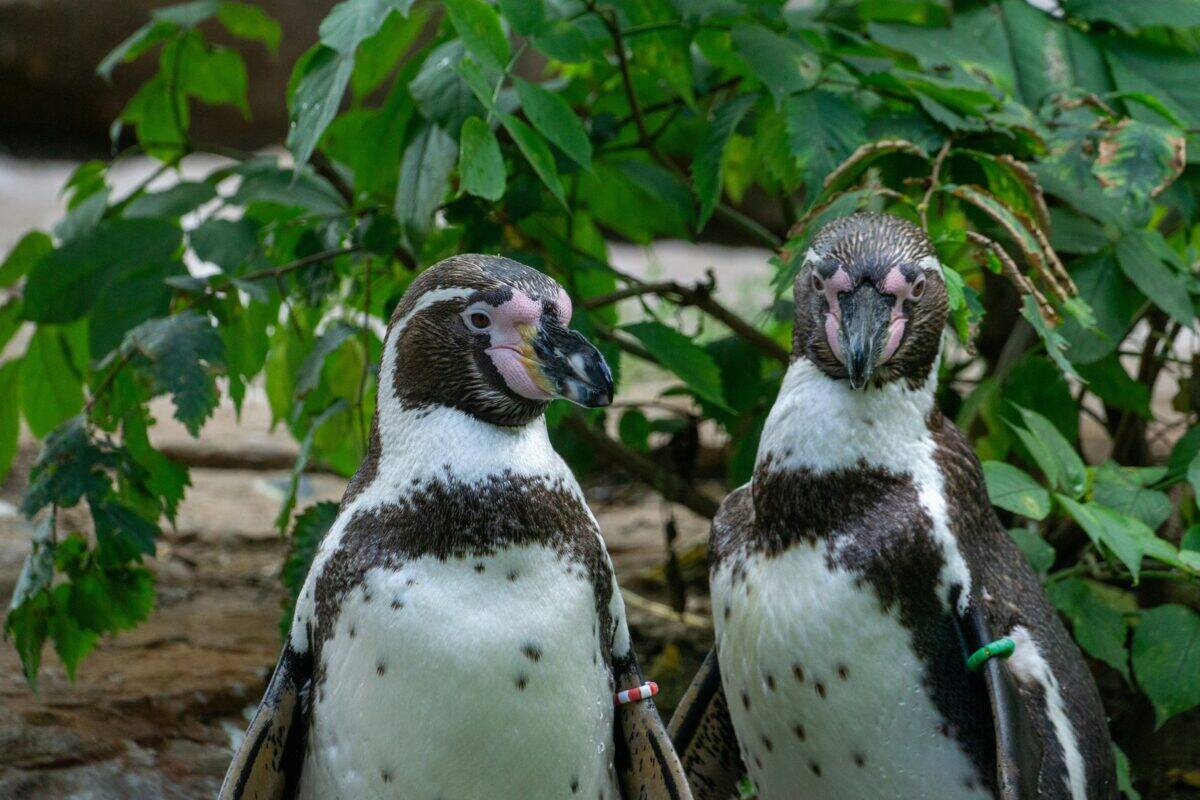 A typical scenario of penguins in a zoo.