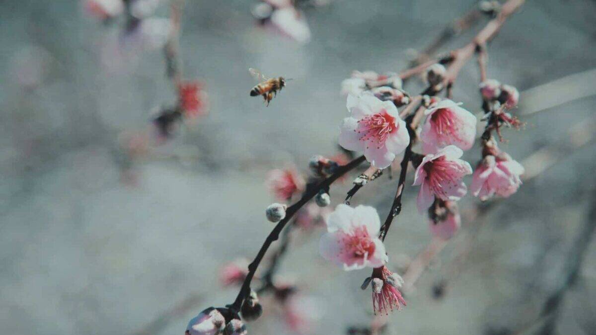 white and pink cherry blossoms