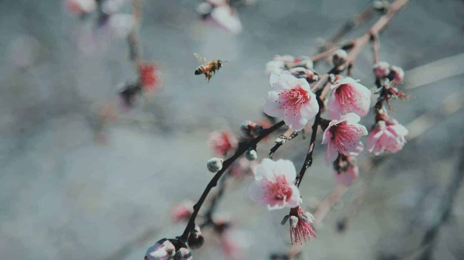 white and pink cherry blossoms