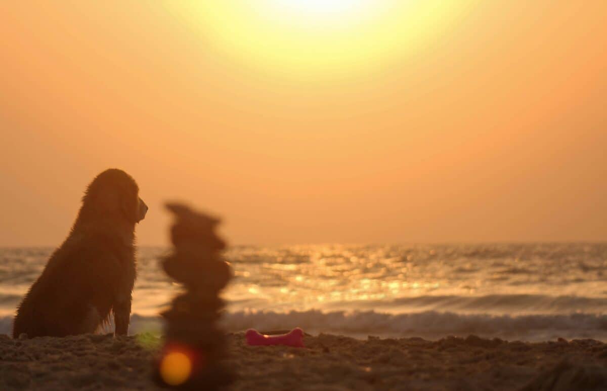 A silhouette of a dog under the sun.