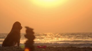 A silhouette of a dog under the sun.