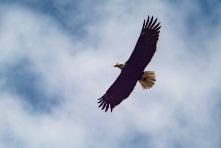 What It Means When a Bald Eagle Circles Overhead
