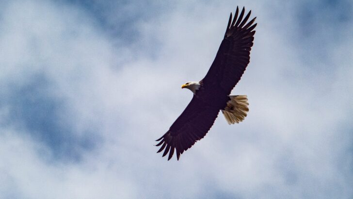 What It Means When a Bald Eagle Circles Overhead