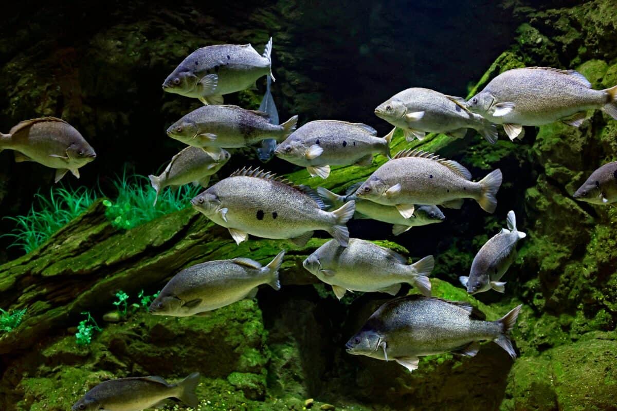 a large group of fish swimming in an aquarium