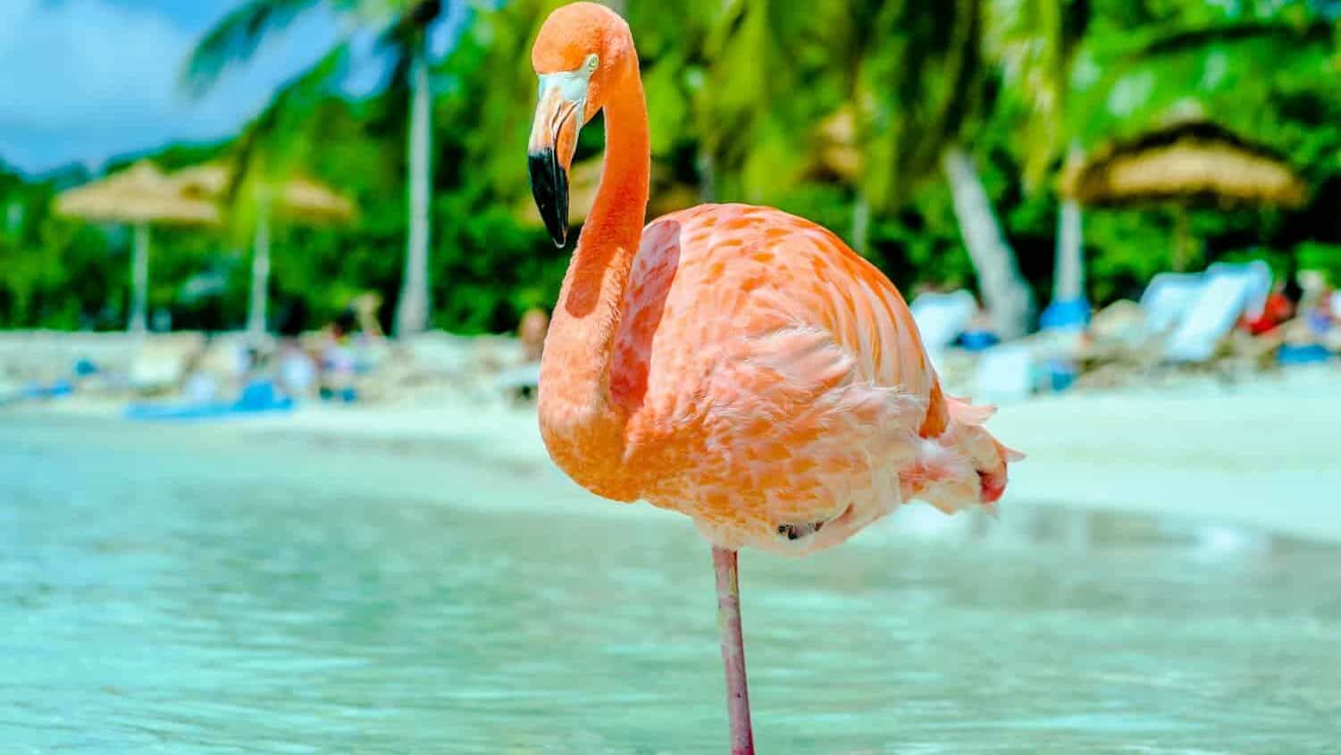 pink flamingo on water during daytime