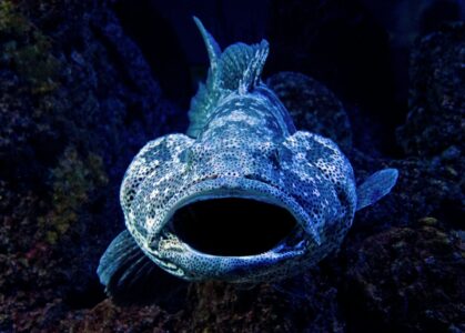 How Marine Life Survives Deep-Sea Pressure