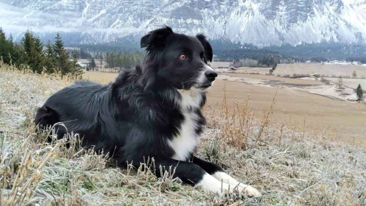 black and white border collie lying on brown grass field during daytime