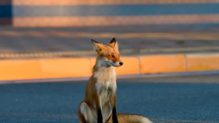 The Secret Life of Foxes in Suburban Neighborhoods