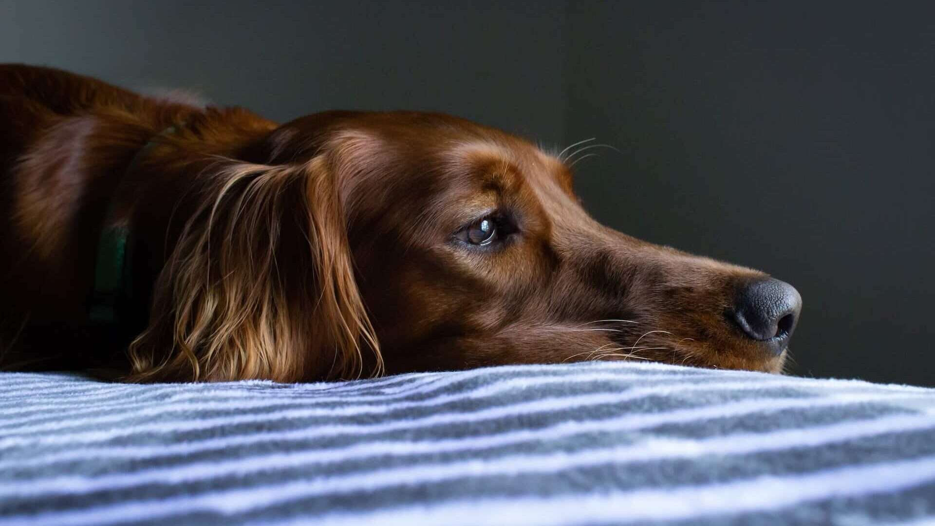 sad dog