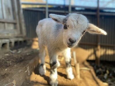The Goat That Caused Thunderstorms in Nordic Myth