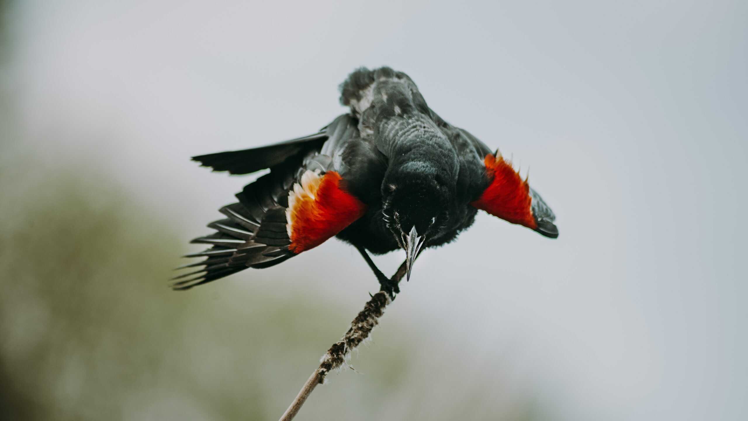 Red-Winged Blackbird