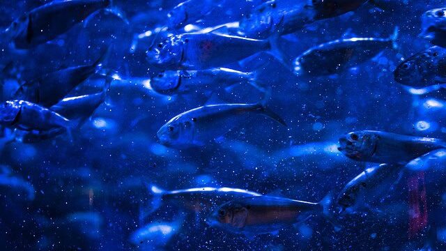 A school of Menhaden fish.
