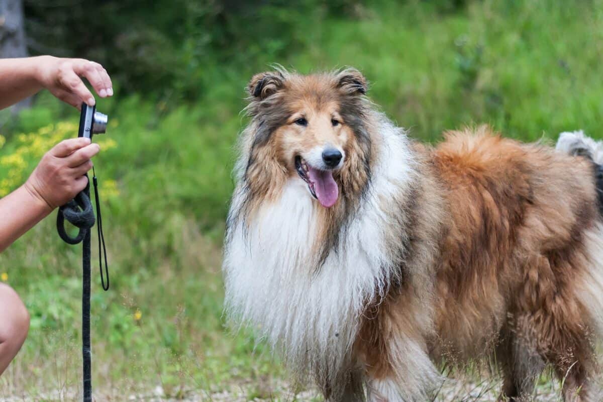 brown and white rough collie