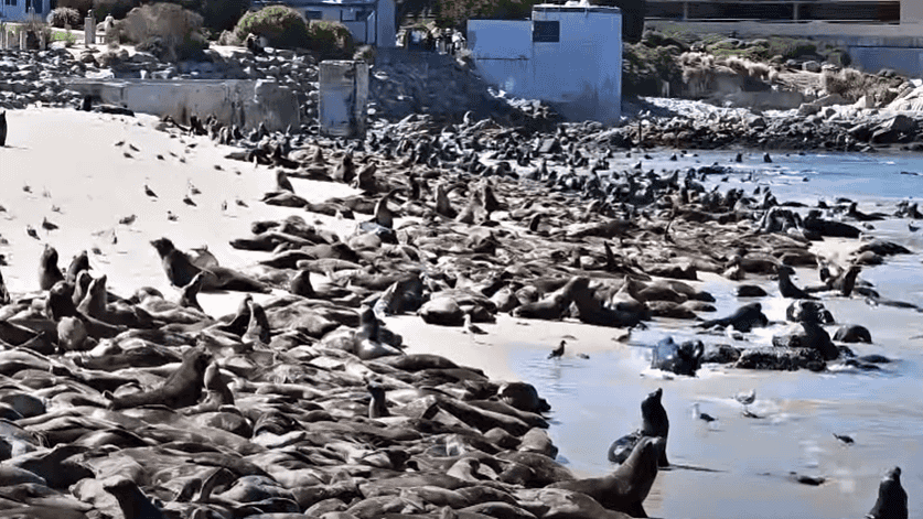 Seals invade California beach