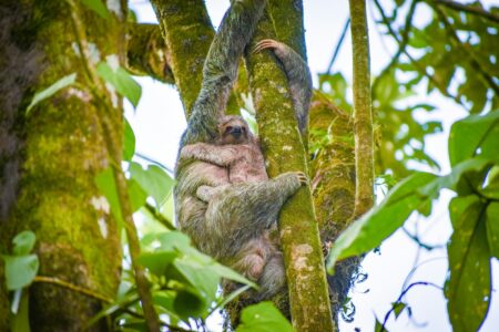 Why Sloths Spend Most of Their Lives Hanging Upside Down