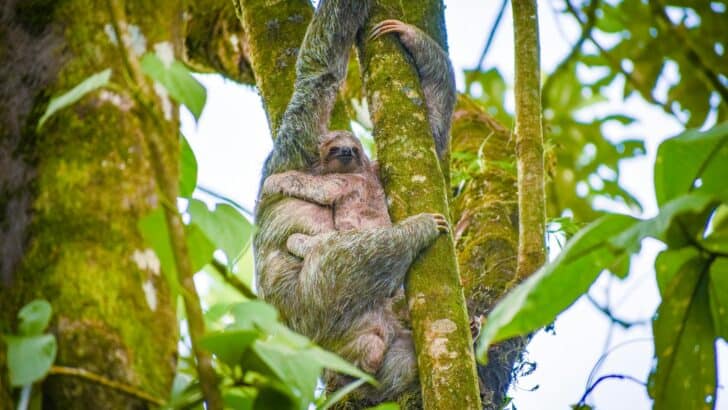 Why Sloths Spend Most of Their Lives Hanging Upside Down